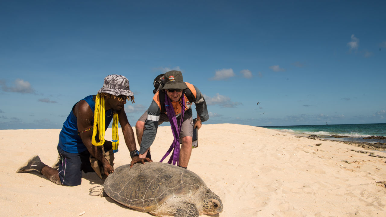 Turtles tracked on Raine Island to further protect species