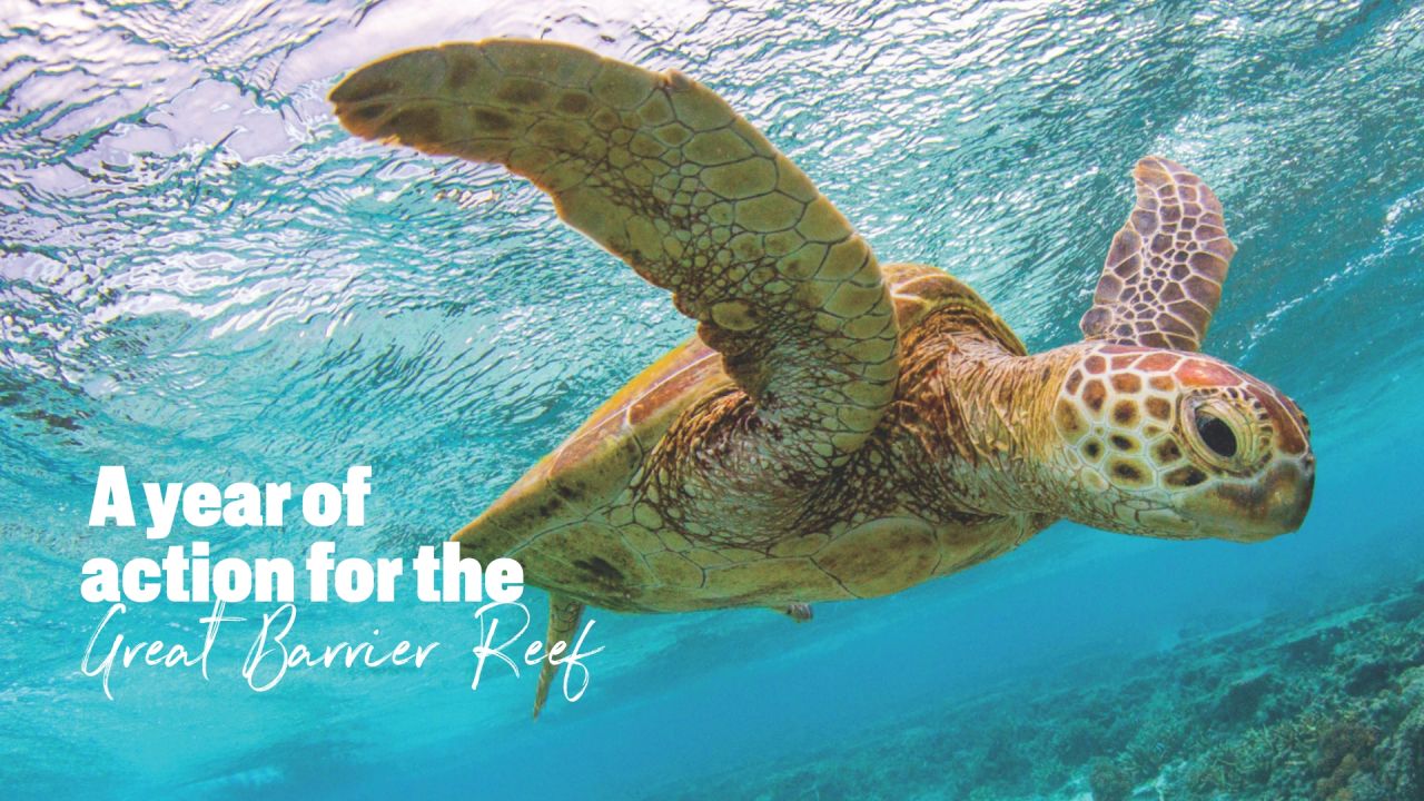 A close-up of a turtle swimming underwater and looking towards the camera. There is text on screen saying "A year of action for the Great Barrier Reef.