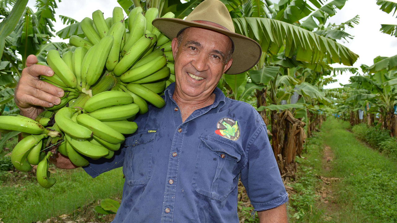 Frank Sciacca holds a banana bunch at his Ecoganic farm.