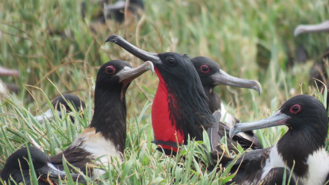 Microphones to monitor seabird songs and numbers on Raine Island