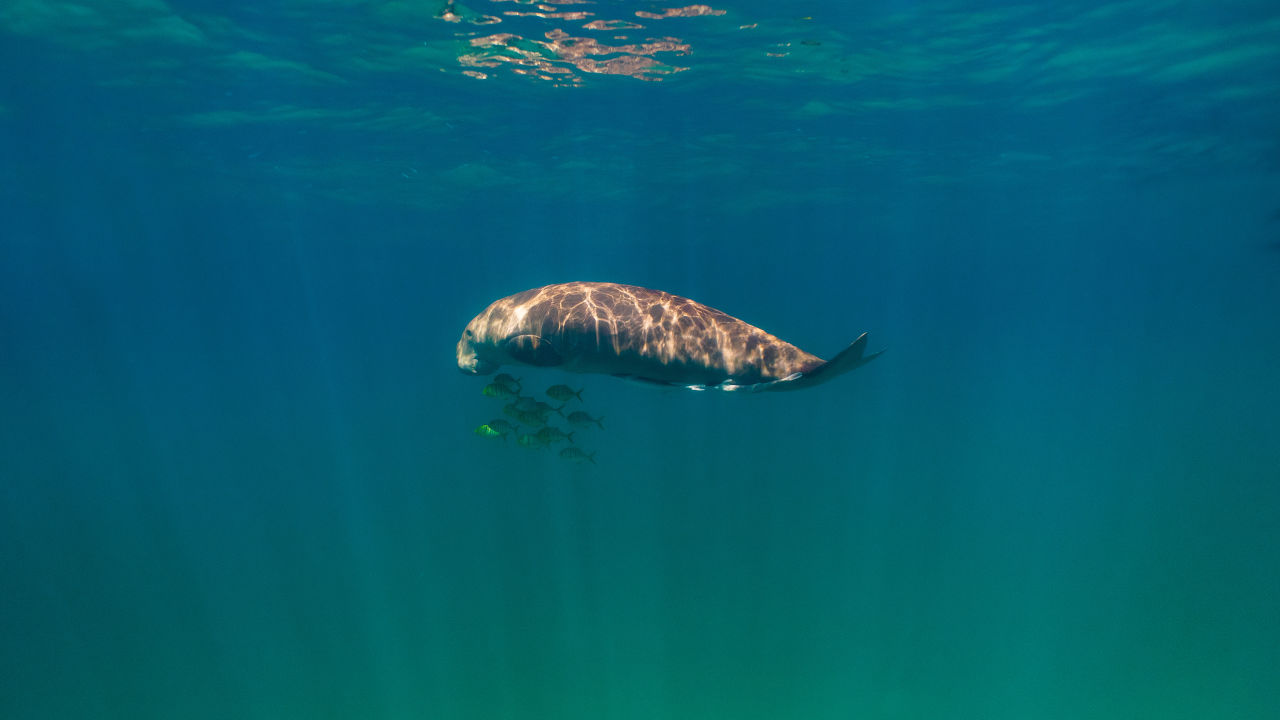 Great Barrier Reef Foundation celebrates thriving dugong population in far North Queensland