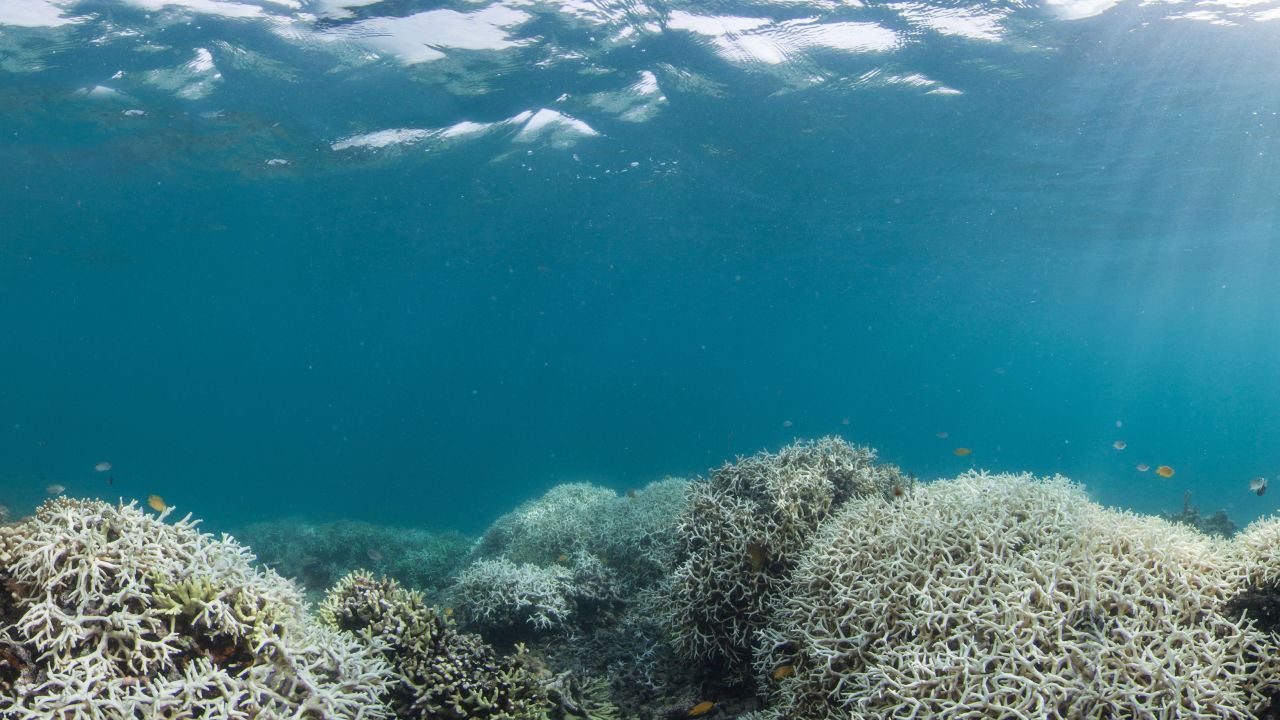 Great Barrier Reef faces most widespread bleaching on record 