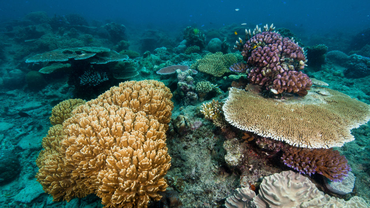 Coral DNA first a giant leap in search for super coral secrets