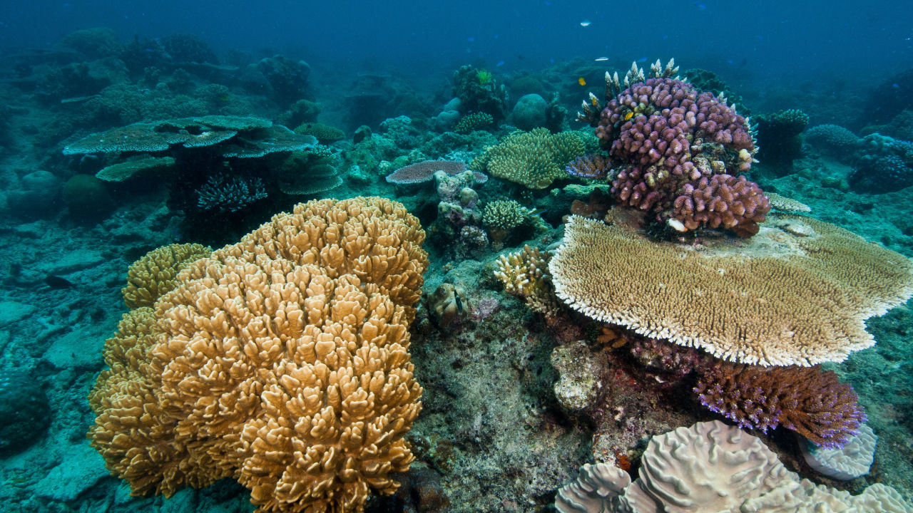 Coral DNA first a giant leap in search for super coral secrets - Great ...