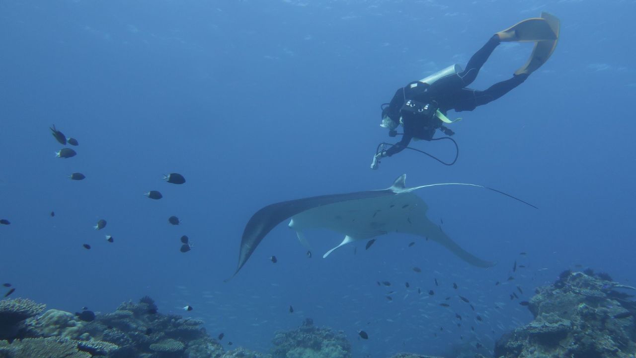 A researcher swims over a manta ray to take an ultrasound.
