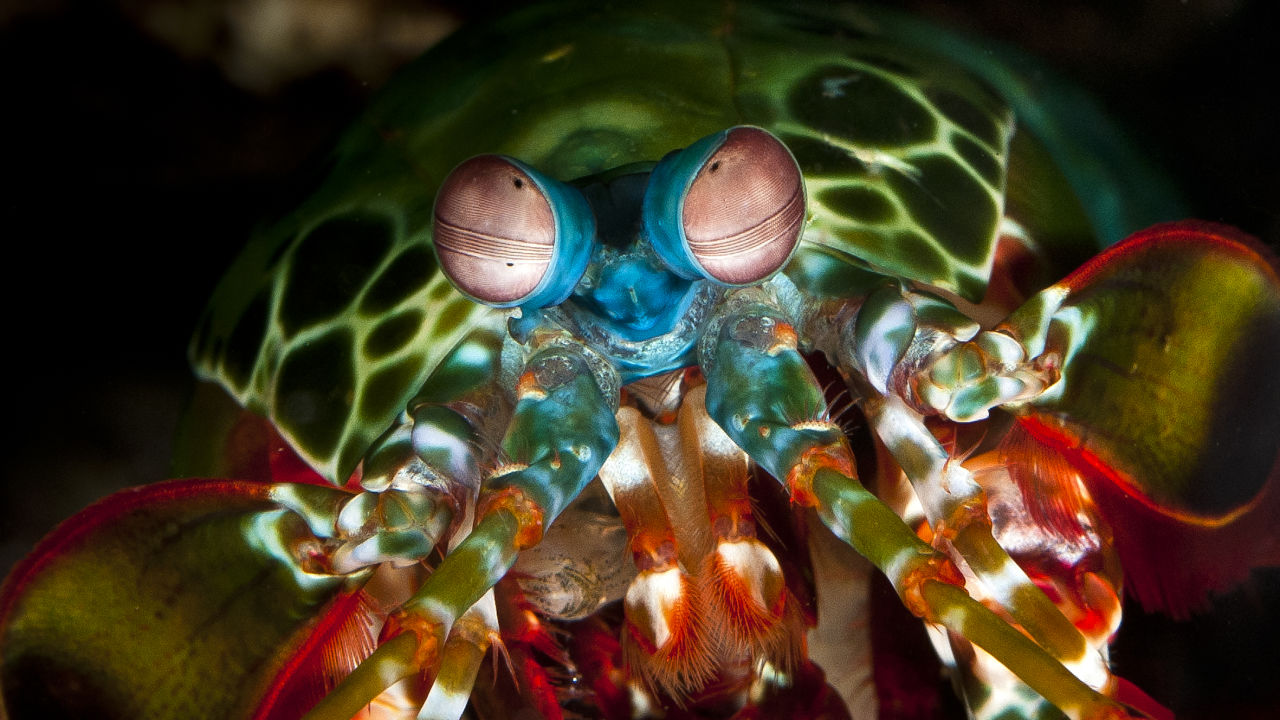 Why The Mantis Shrimp Is My New Favorite Animal