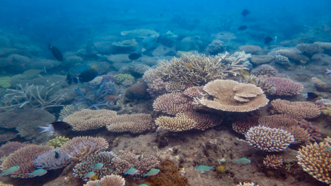 Coral cover's up, but critical risks remain in Reef recovery