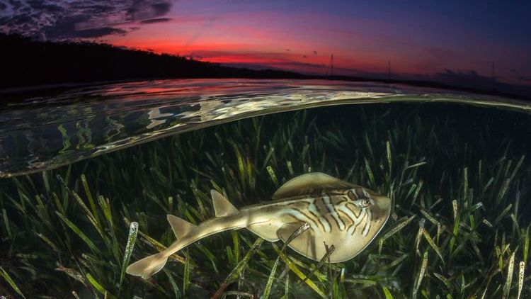 Eastern Fiddler Ray in seagrass. 