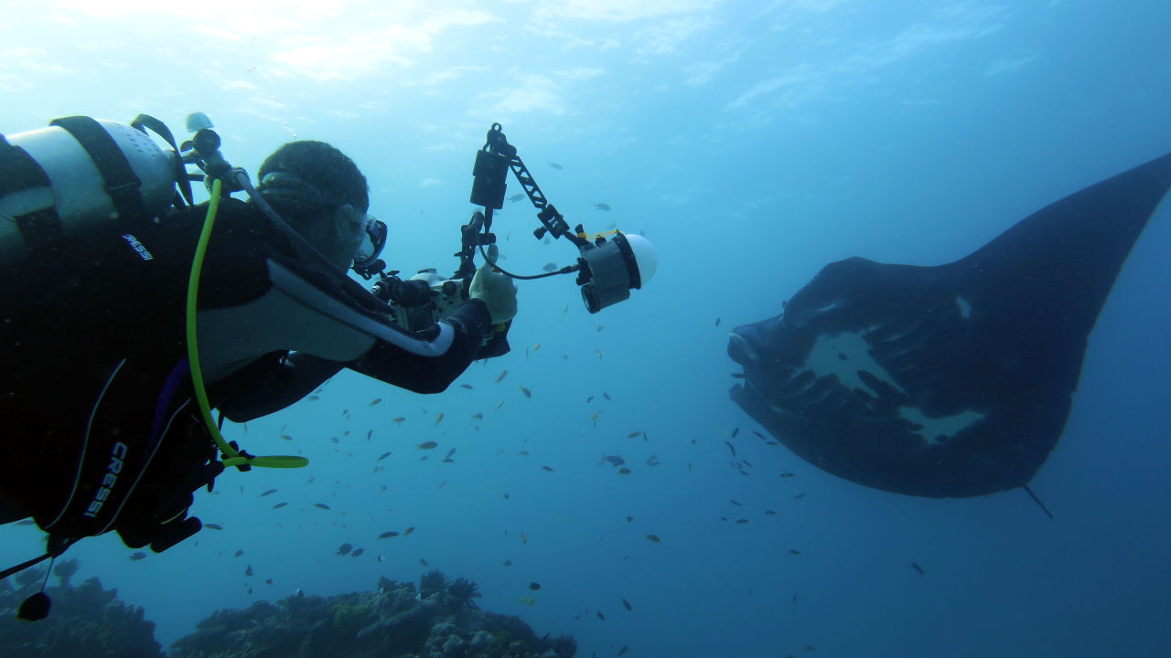 Bubbles, Elvis and Inspector Clouseau: Lady Elliot Island's quirky underwater characters