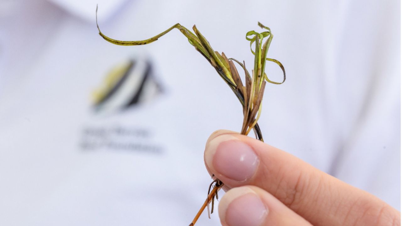 Close up of a hand holding a seagrass flower during a volunteer event.