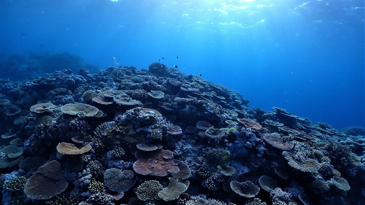 Citizen Science project wrap:  Stories of impact