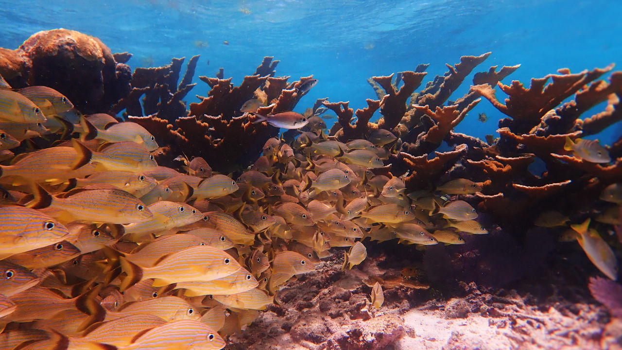 Corals, communities, and climate change – how collaboration is key for survival