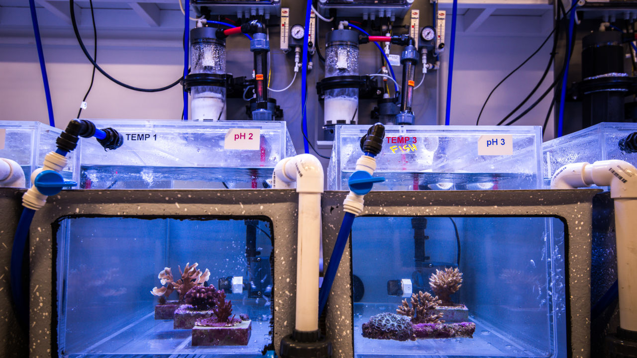 Broodstock corals in a tank at the National Sea Simulator in Townsville