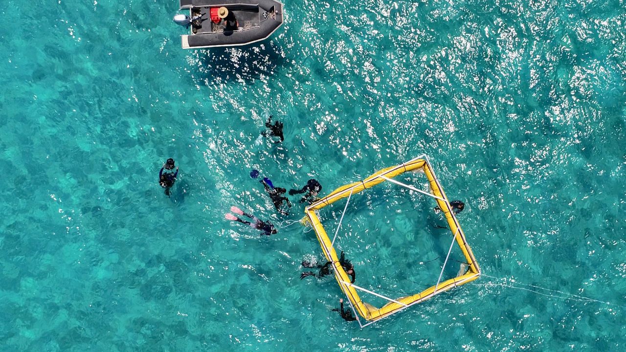 Biggest coral reseeding project deployed as Great Barrier Reef spawns