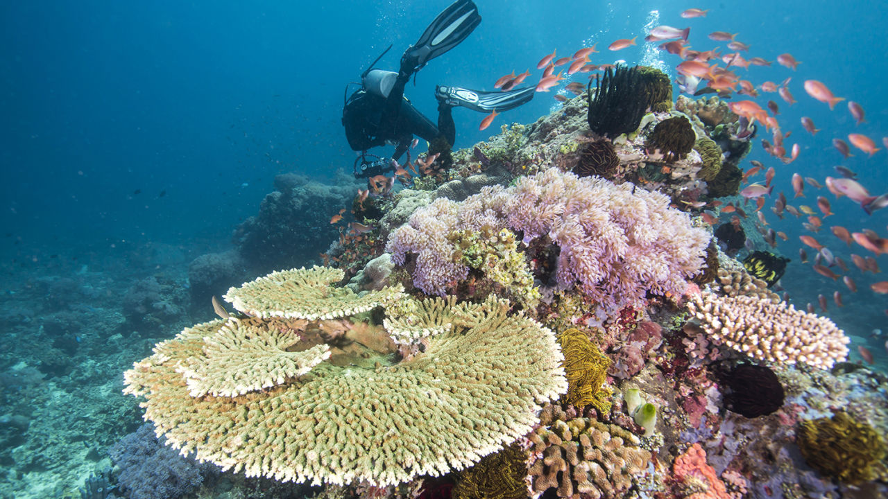 What is biodiversity and why is it so important? - Great Barrier Reef ...