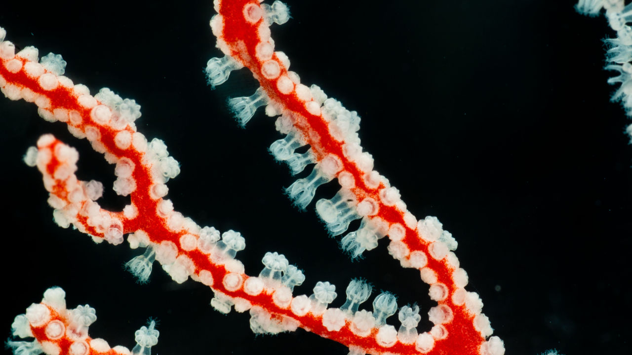Scientists decode DNA of coral and all its microscopic supporters