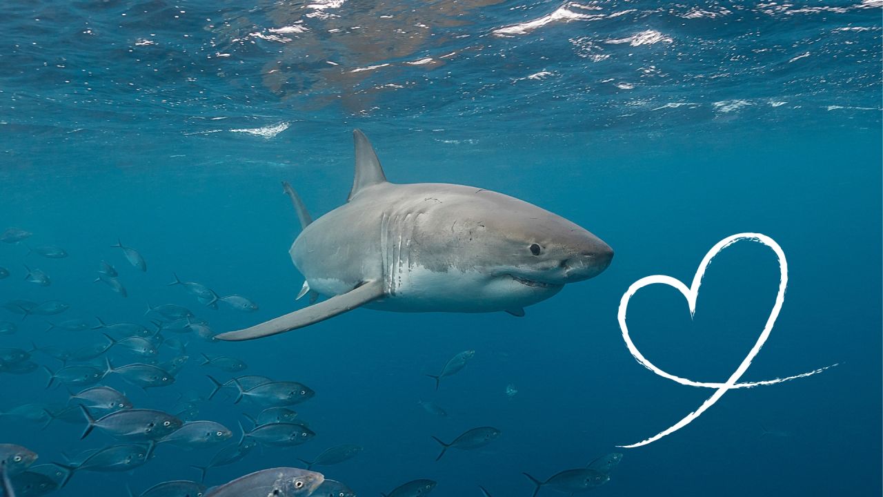 The great 8 sharks we love