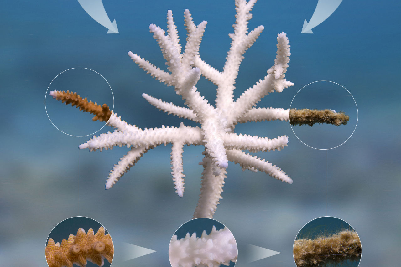 coral bleaching science experiments