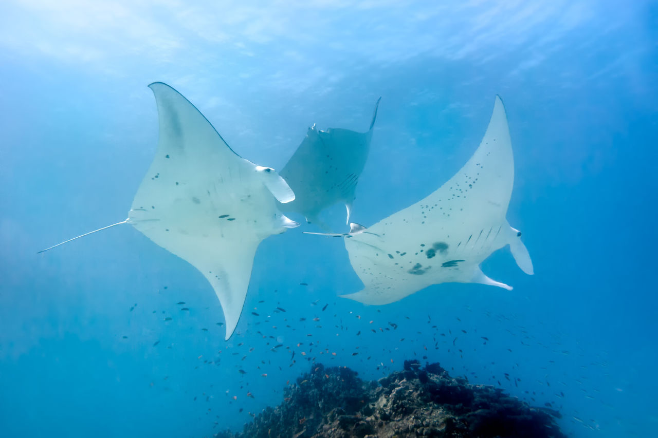 By uploading photos of manta rays, you can help researchers track and protect this iconic species. 
