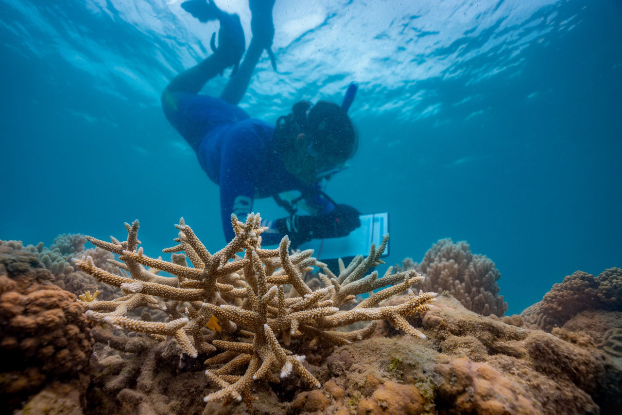 Citizen scientist recording data on coral health. Credit: Ben and Di