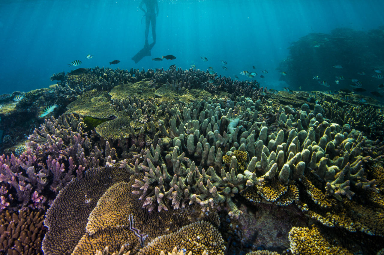 Corals range in colour from red and purple, to green and brown. Credit: Gary Cranitch