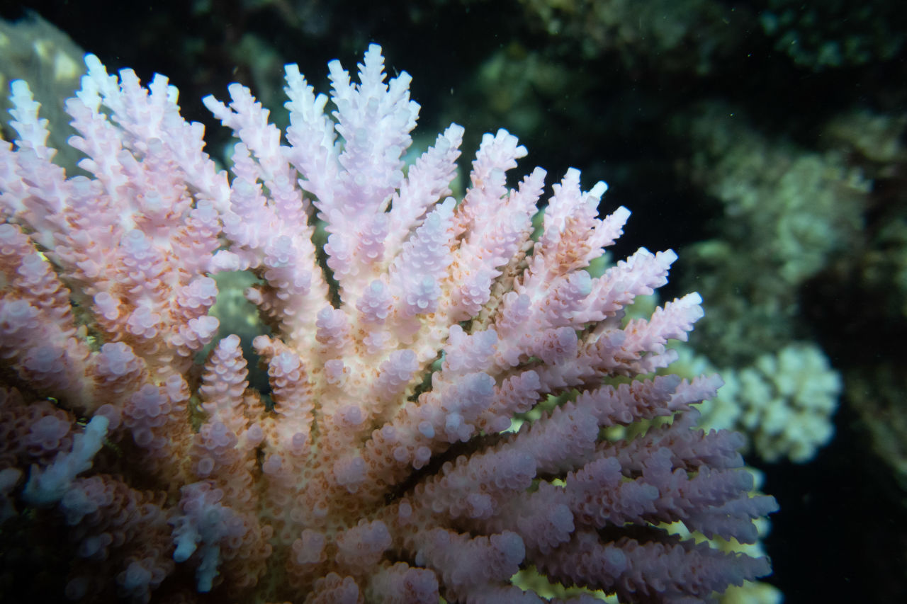 A heat-stressed coral. Credit: Ian McLeod, AIMS