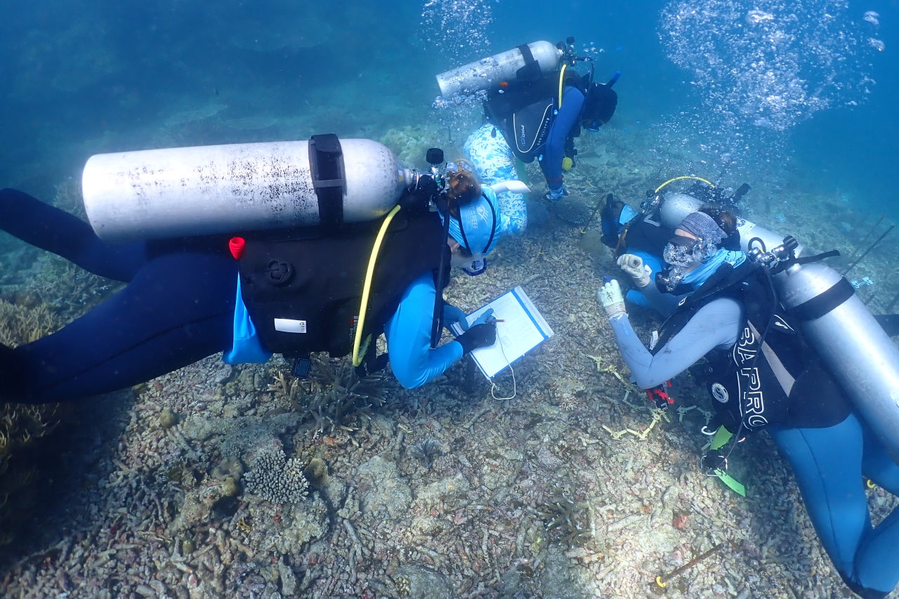 Scientists deploying coral babies to Moore Reef Cairns. Credit: Jenn Loder, Great Barrier Reef Foundation.