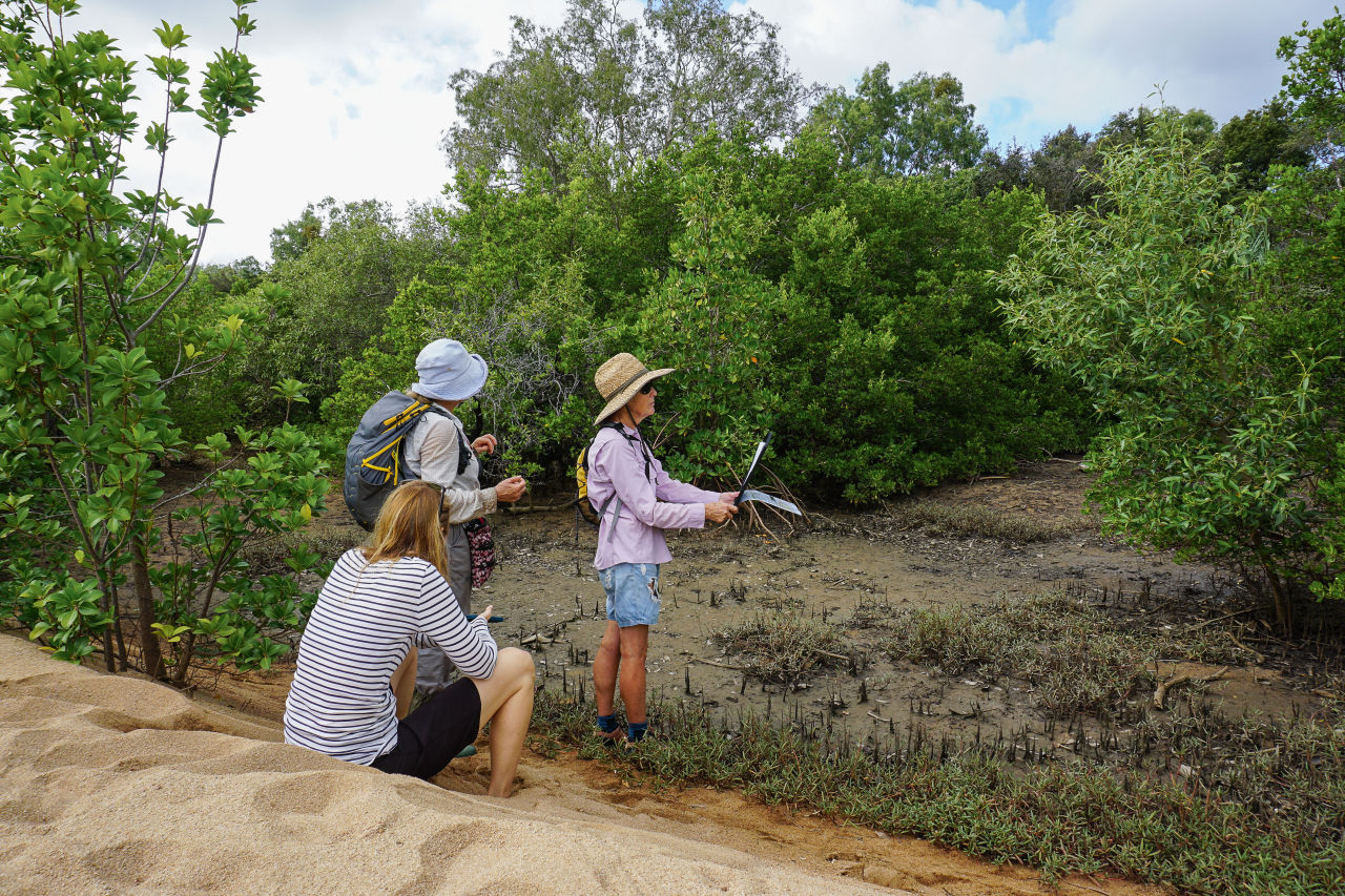 Maggie Mangroovers: The volunteers capturing vital clues about a key Reef habitat