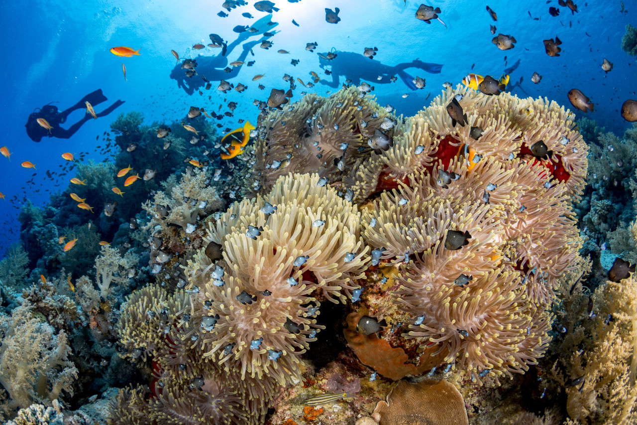 Coral reef, Sharm el Sheikh, Egypt