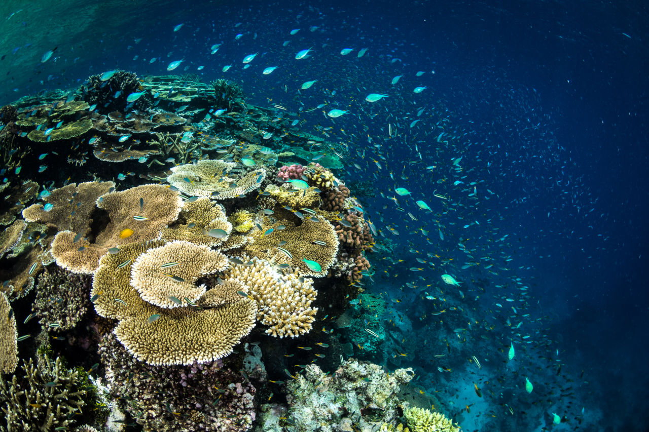 John Brewer Reef teeming with marine life on the Great Barrier Reef.