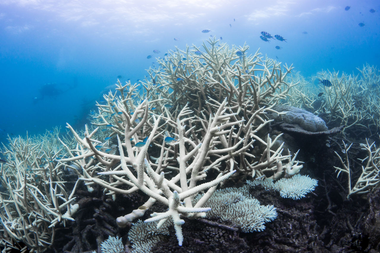 Back-to-back coral bleaching events have threatened many parts of the Great Barrier Reef. Credit: The Ocean Agency, Ocean Image Bank