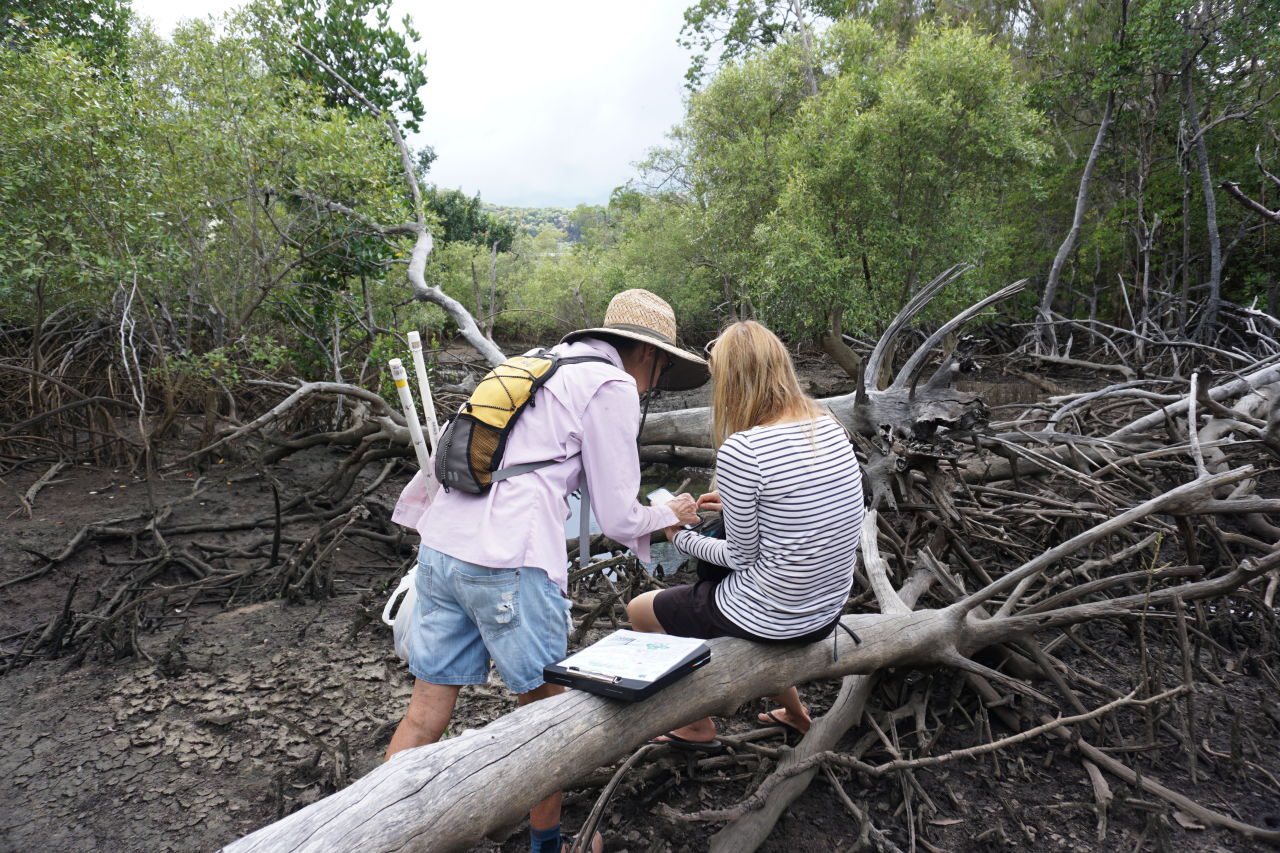 Two ‘Maggie Mangroover’ volunteers surveying mangroves on Magnetic Island.