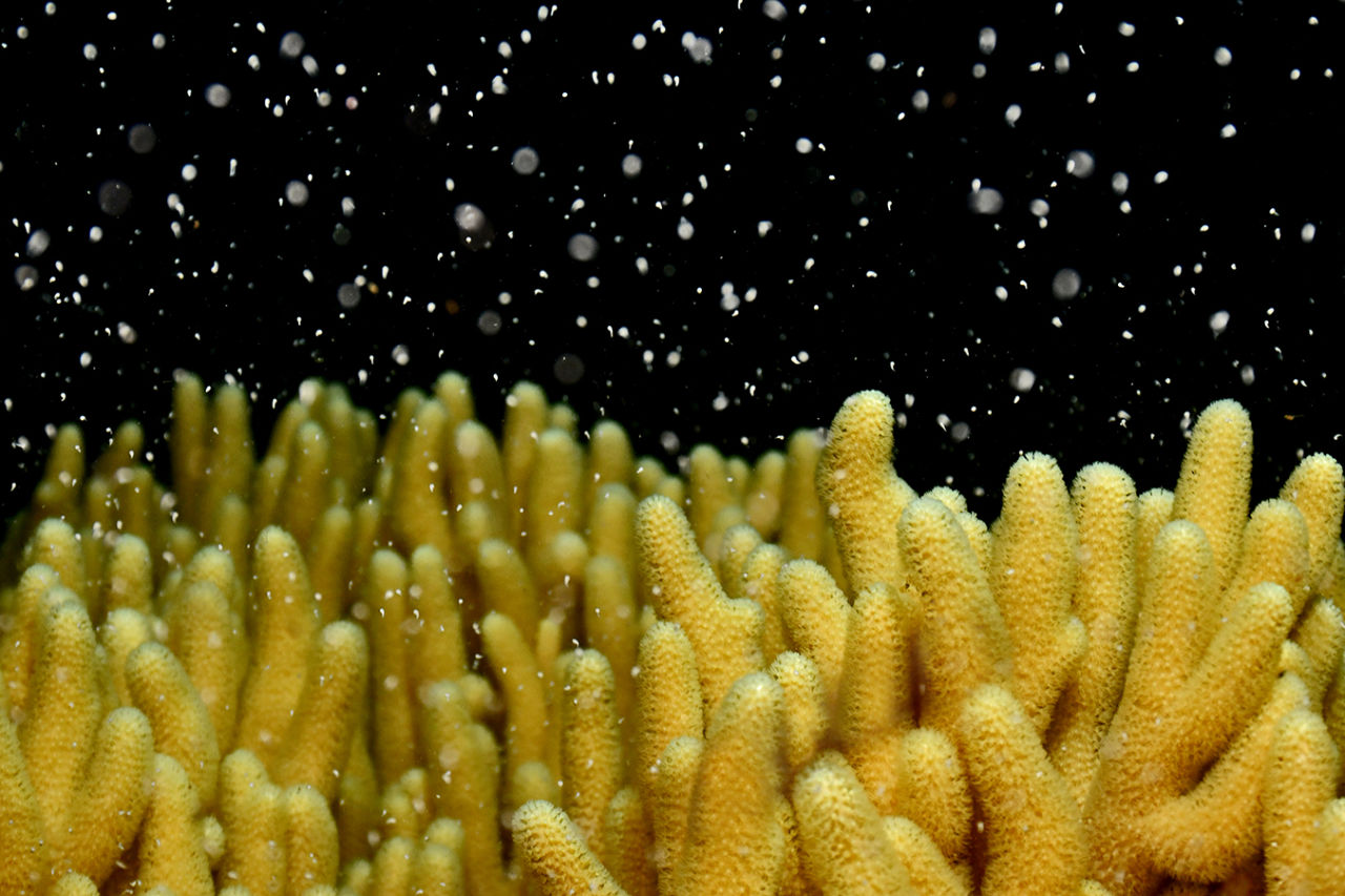 Coral spawning in the Whitsundays. Credit: Johnny Gaskell