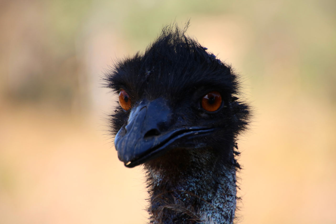 Emu - biodiversity on Kangaroo Hills. Credit: C James/GBRF