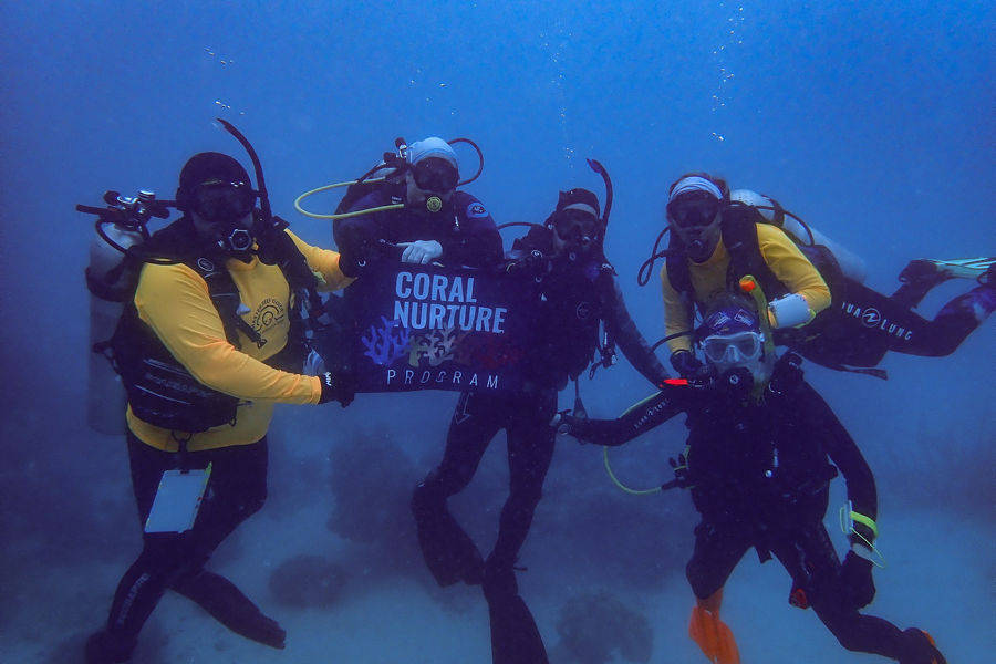 Coral Nurture Program unites tourism operators with scientists to bolster the resilience of coral reefs. Credit: Dr. Paige Strudwick.