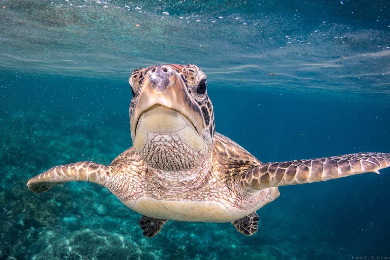 Sea turtles can travel thousands of kilometres in their lifetimes, witnessing more of our oceans than many other marine creatures. Credit: Matt Curnock