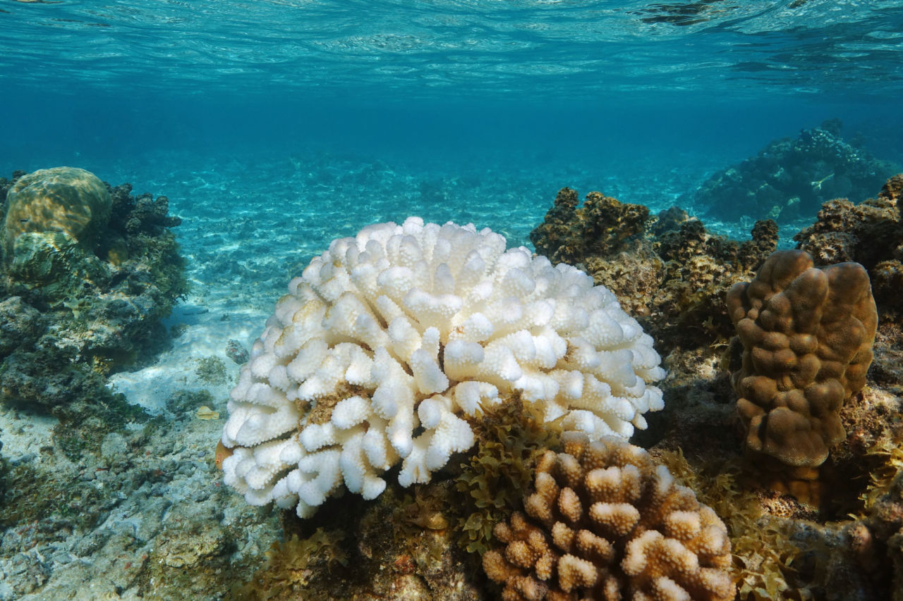 Bleached coral on the Great Barrier Reef