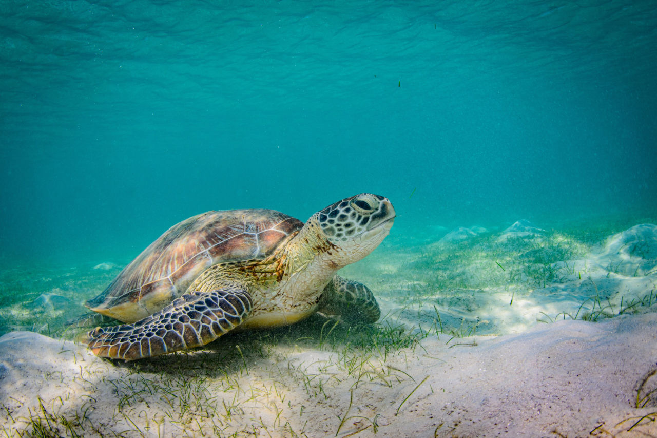 Yunbenun is home to a number of endangered and migratory species including green sea turtles. Credit: Kobie Rhodes.