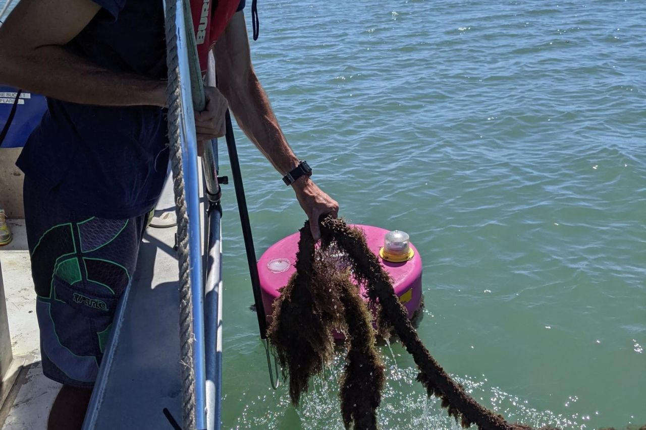 A man on a boat holding brown seaweed species sargassum.