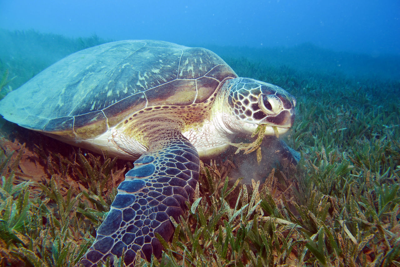 Sea turtle feeding on seagrass