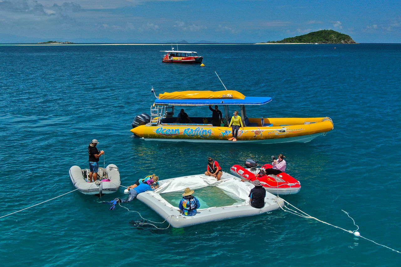 Researchers and Traditional Owners restoring reefs with Coral IVF. Credit: Johnny Gaskell