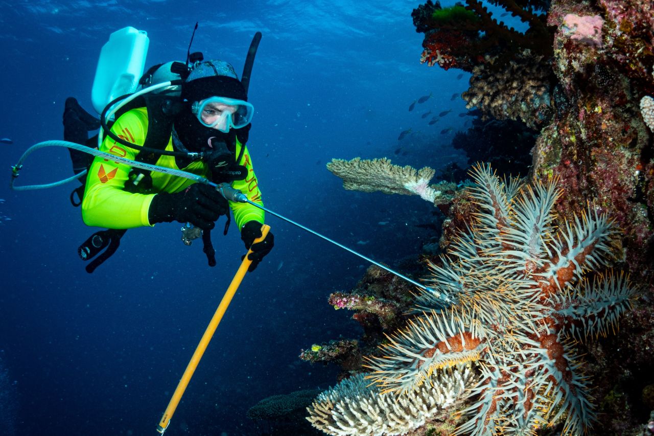 A diver injecting a crown-of-thorns starfish.