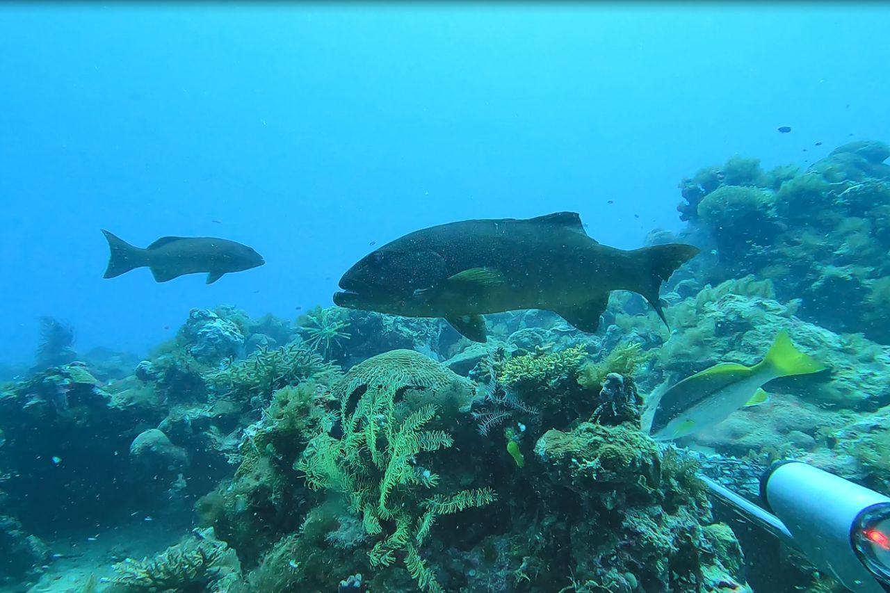 Coral Trout Recorded During Surveys of the Northern Great Barrier Reef: Australian Institute of Marine Science