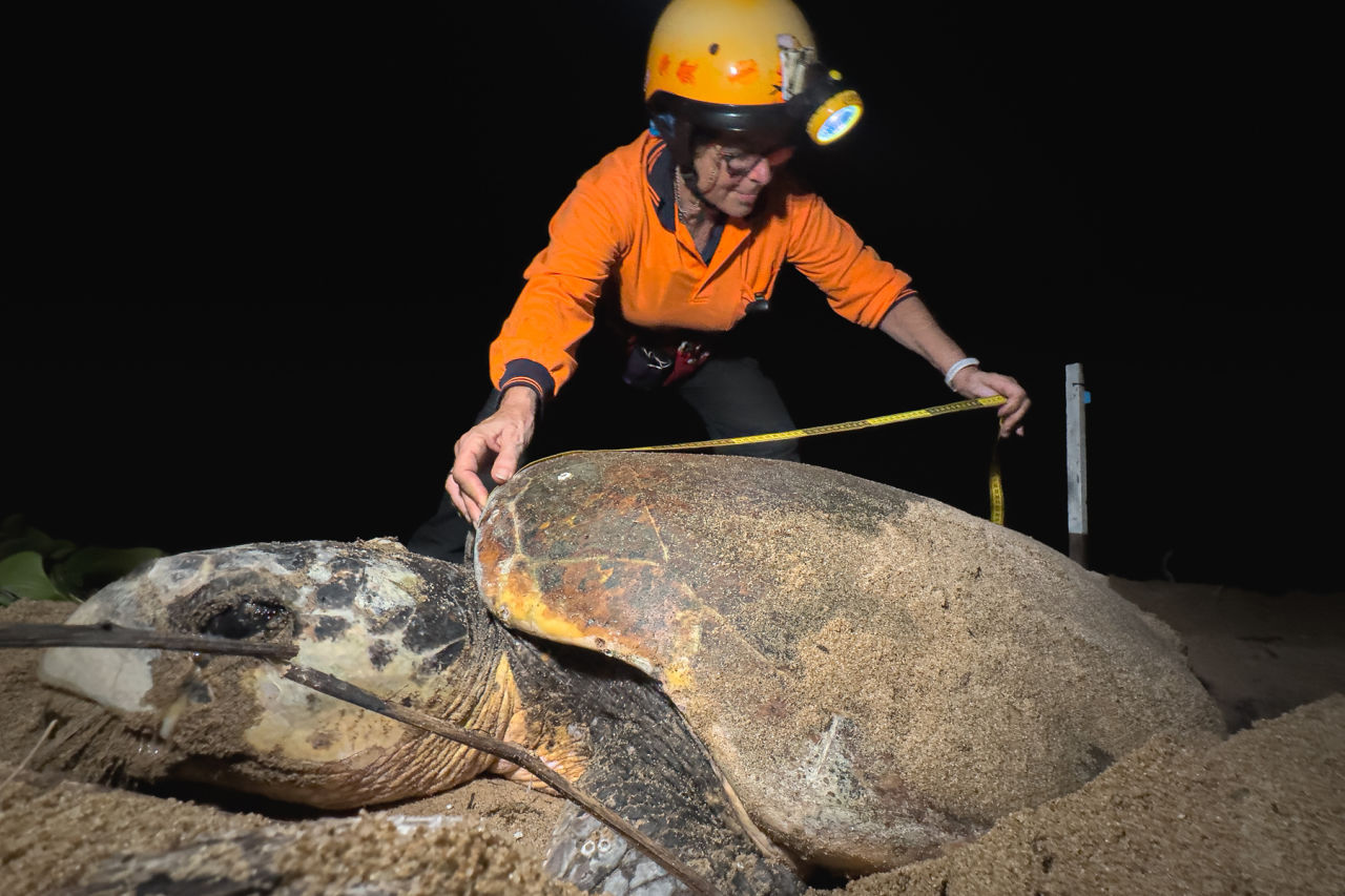 Bev McLachlan of Wreck Rock Turtle Care measuring the carapace length of a nesting loggerhead turtle. Credit: Ben and Di