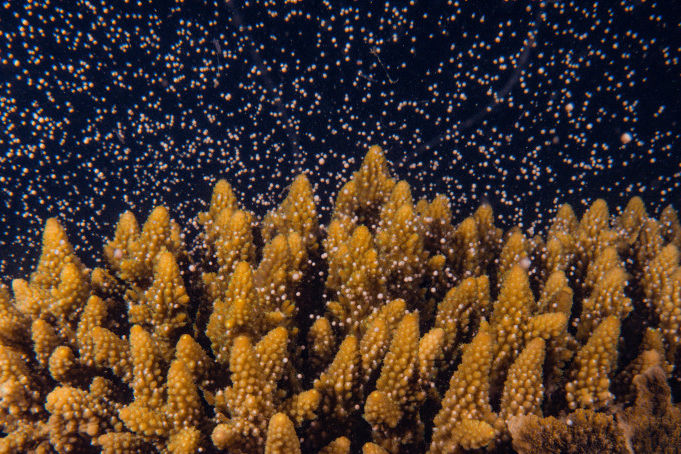 Corals synchronise the release of reproductive bundles into the water to produce millions of baby corals.