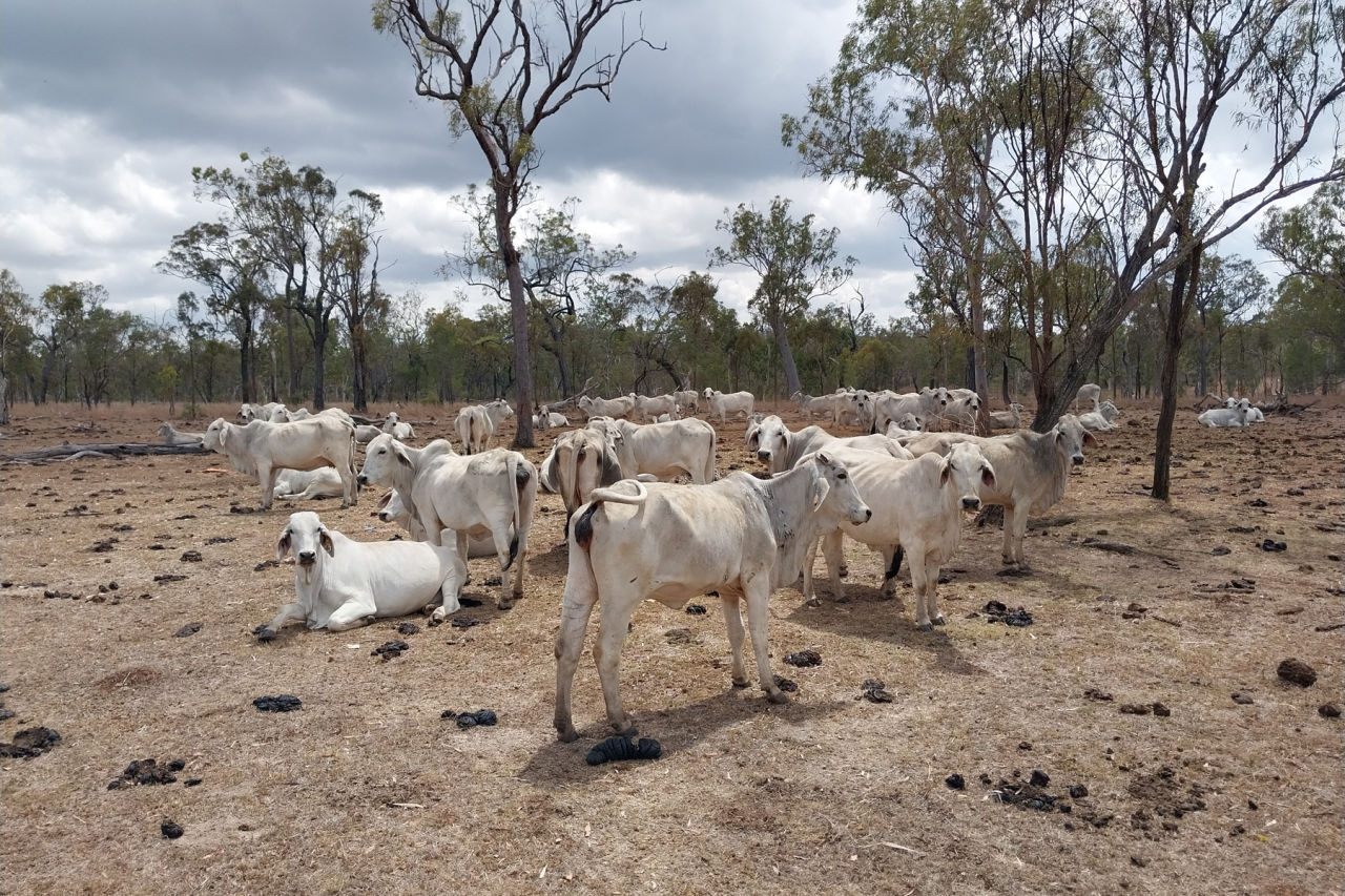 Cattle on Minnamoolka Station. Credit: Terrain NRM