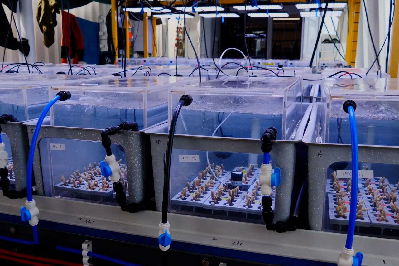 Researchers collect coral samples for heat tests.