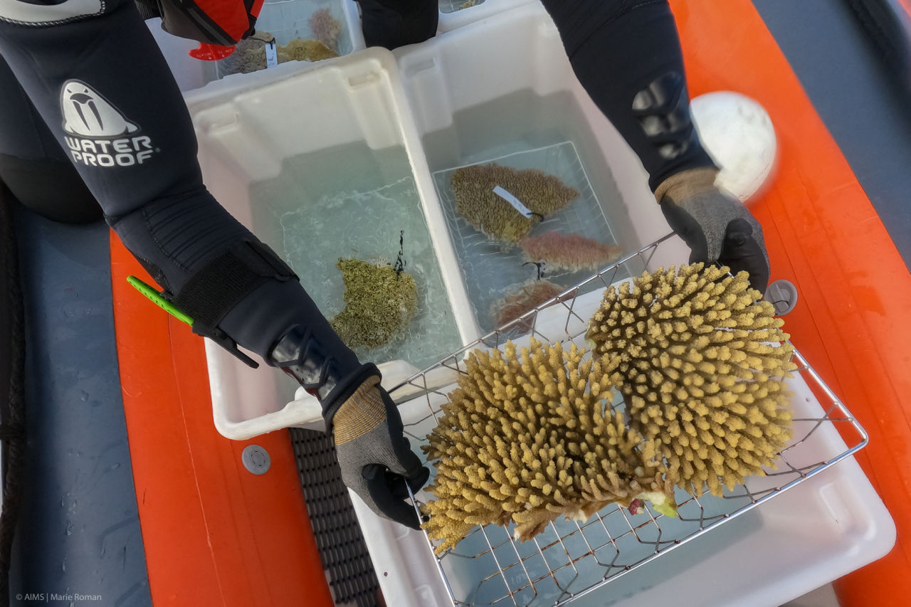 Collecting corals for selective breeding and hybridisation experiments to enhance heat tolerance.