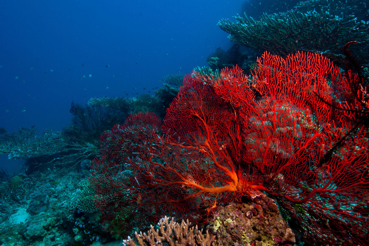 Sea fans like this one are soft corals. Credit: Gary Cranitch, Queensland Museum.