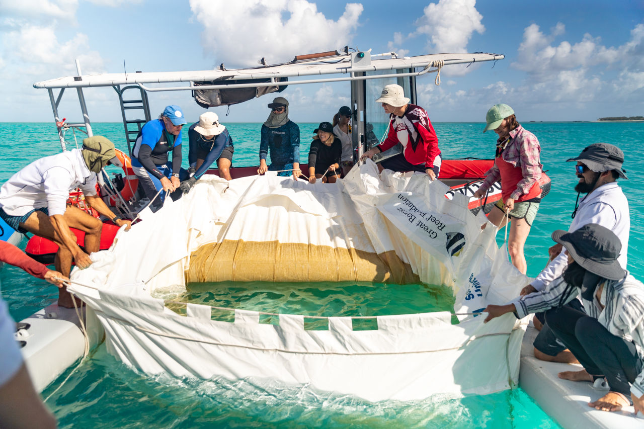 Researchers rearing baby corals in a floating pool near Heron Island. 